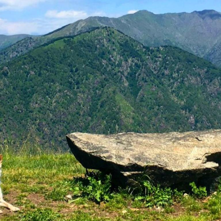  Dog rests by stone with mountains backdrop in serene setting