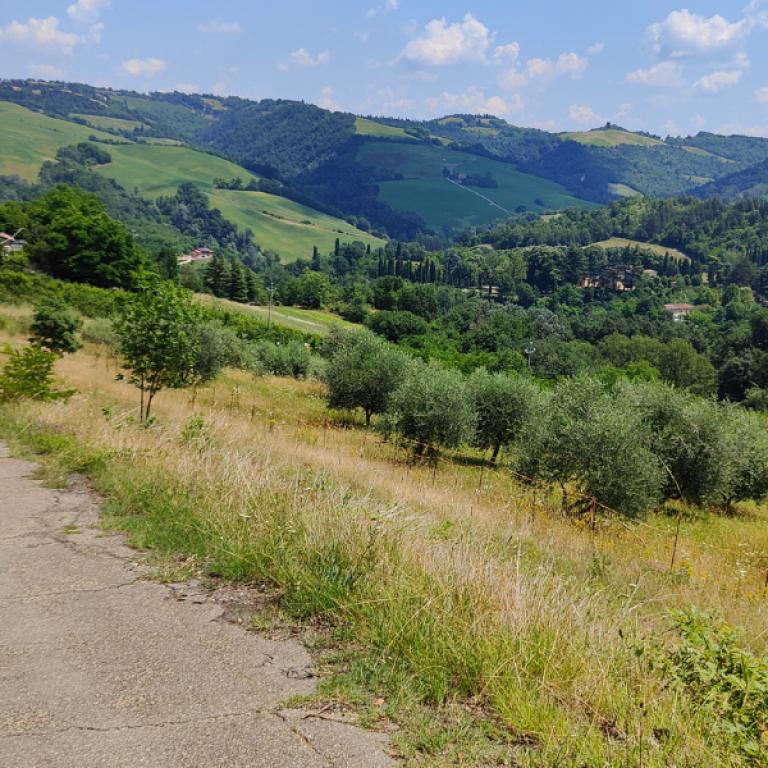 Sentiero tra gli appennini tra campi e ulivi lungo la Via degli Dei Facile