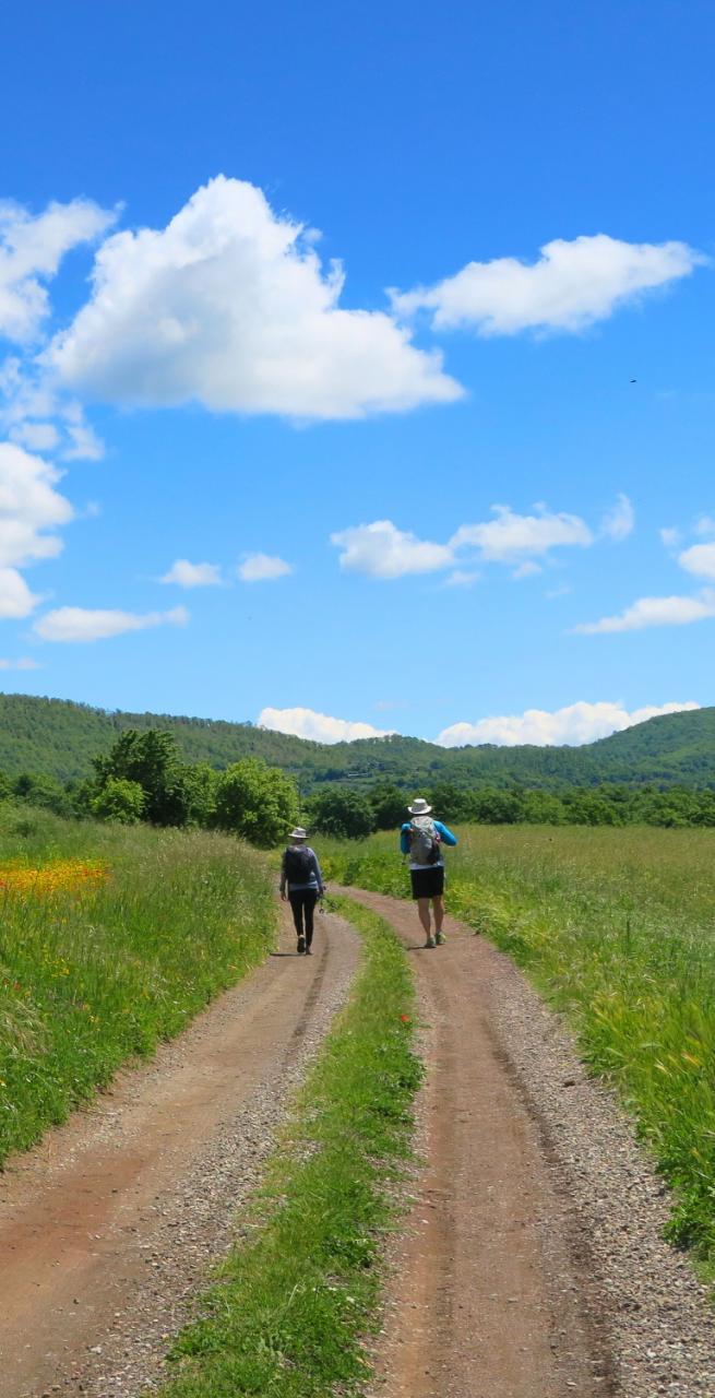 Camminatori lungo i sentieri naturali degli ultimi 100 km Via Francigena tra campi fioriti