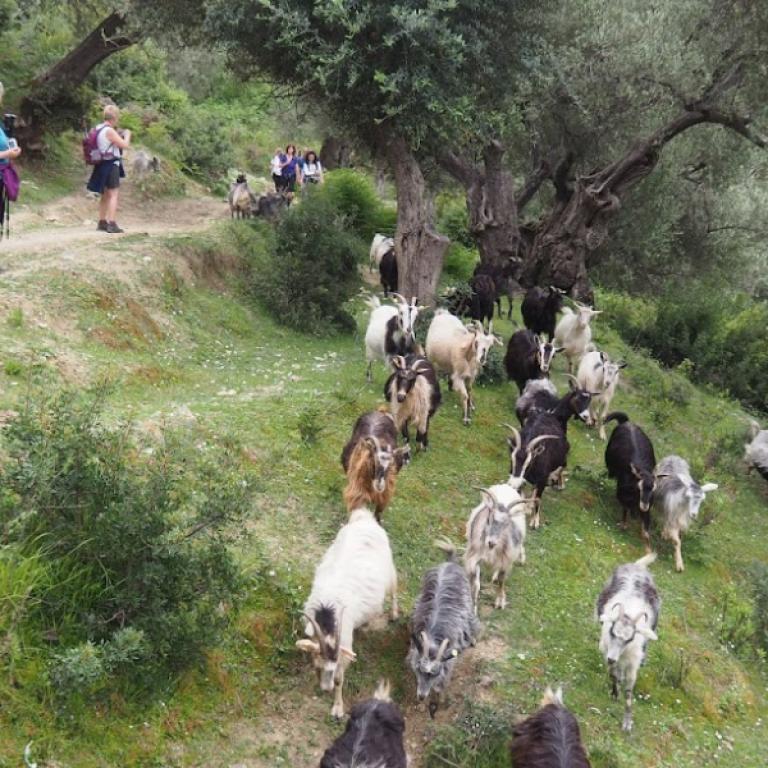 albania coastal goats