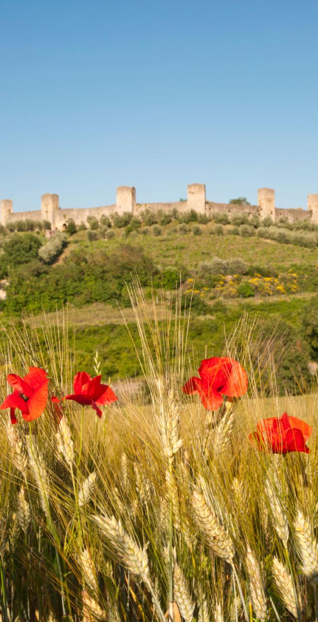 Via Francigena facile Walking around D'arbia Tuscan Via Francigena Easy