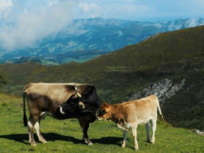 cammino di santiago camino del norte asturias