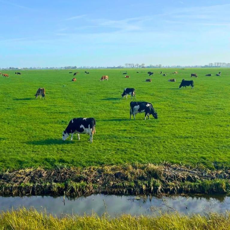 pieterpad cows