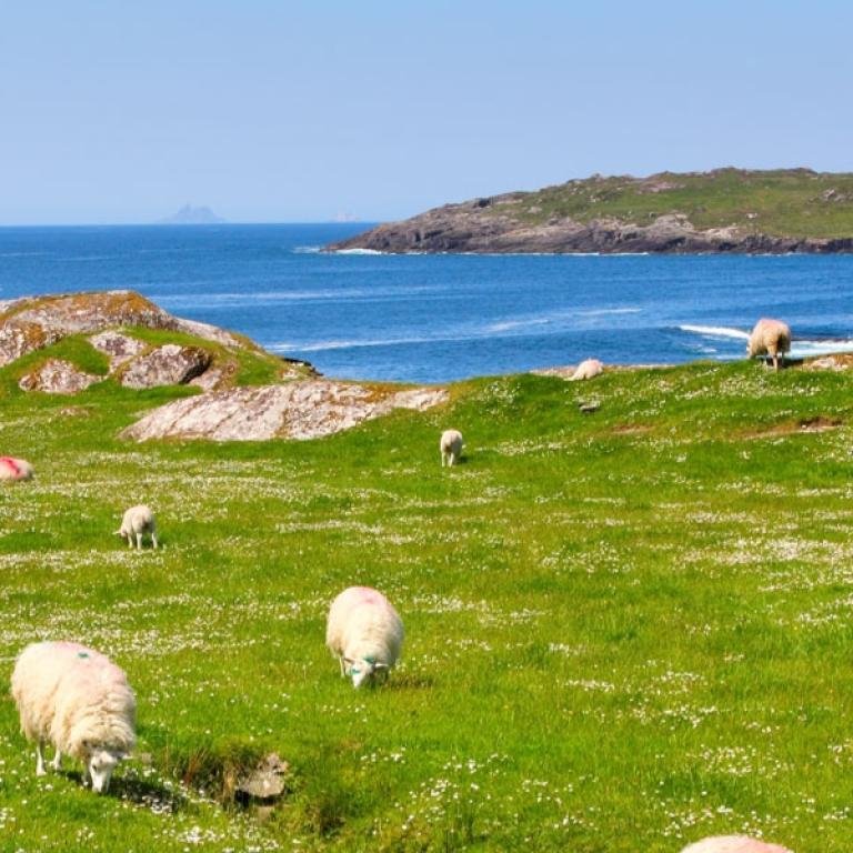 dingle way sheeps in a meadow next to the ocean