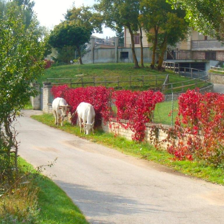 Villa Pulcini St Benedict Way