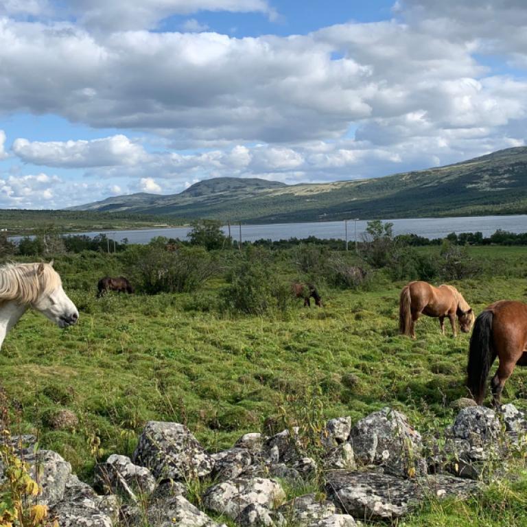 Viaggi a piedi e Trekking in Norvegia cavalli al pascolo