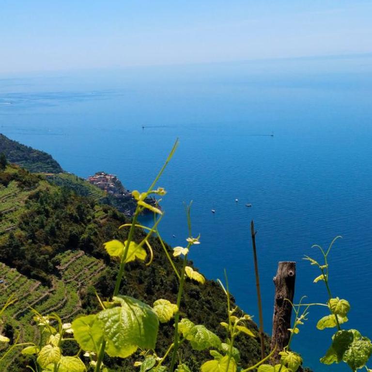 typical sea landscape with terraced fields during a trekking at cinque terre