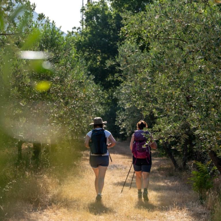 Tratto di cammino immerso tra ulivi e vegetazione mediterranea lungo la Via di Francesco da Firenze a Roma