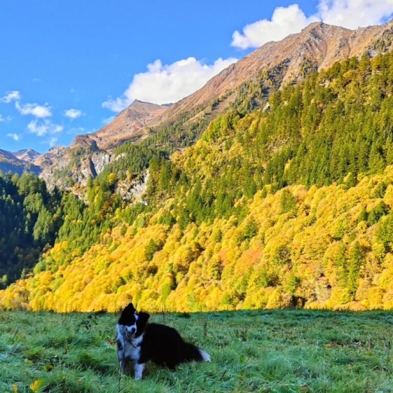 Dog resting in a green alpine meadow surrounded by forests on the Piedmont alpine walking tour