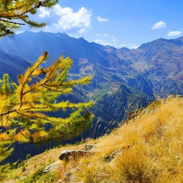 Trail lined with golden larch trees overlooking the Alps on the Piedmont alpine walking tour