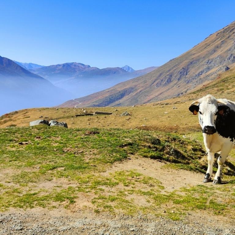 Cow grazing in a high‑altitude meadow with mountain views along the Piedmont alpine walking tour