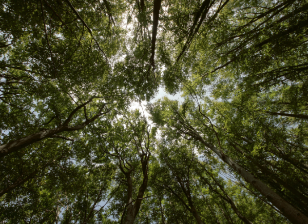 Is SloWays sustainable? Here is what we are doing