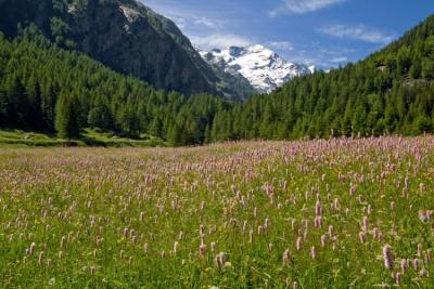 Parco Nazionale Gran Paradiso Parco Nazionale Gran Paradiso