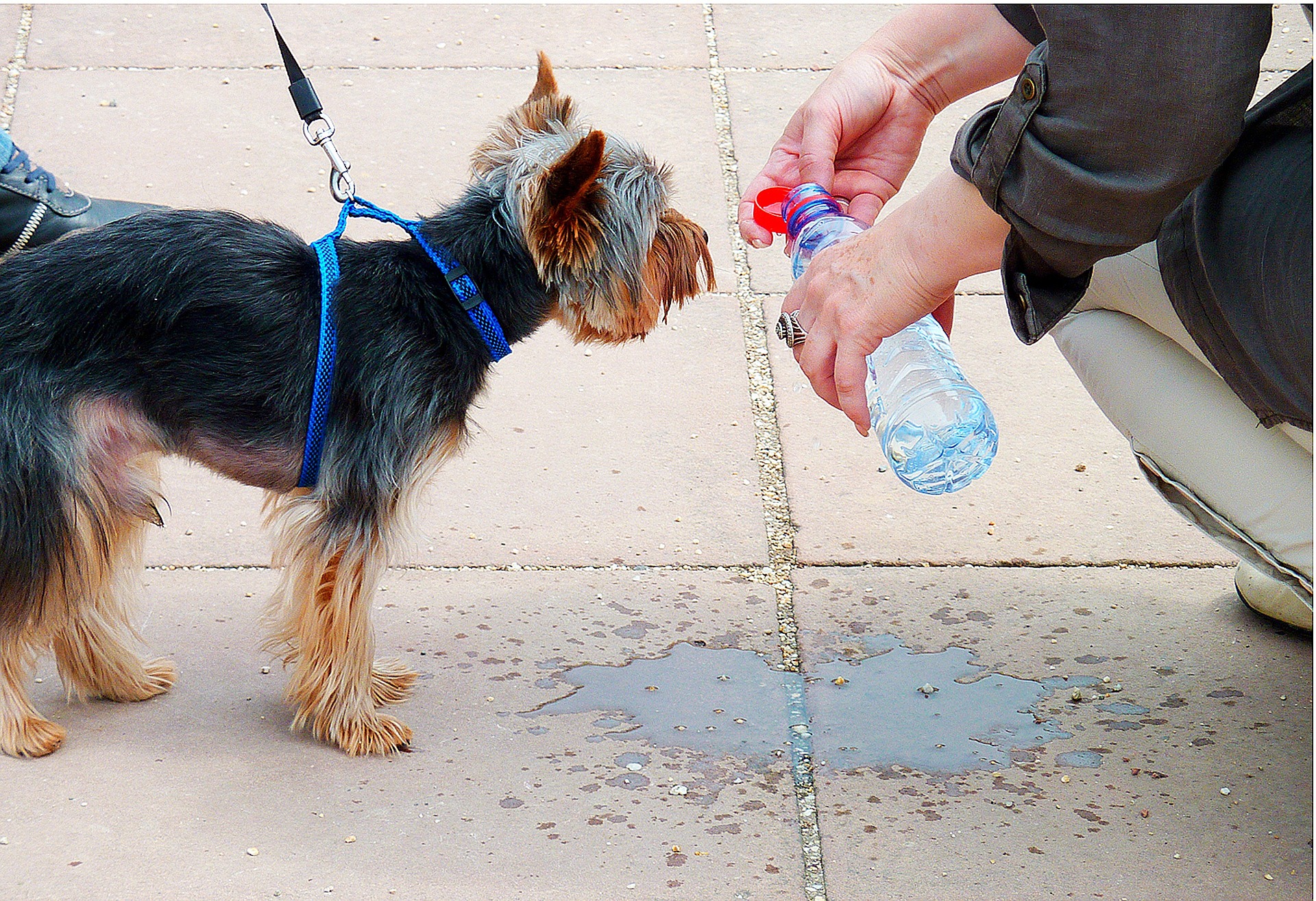 Porta l'acqua per il tuo cane 