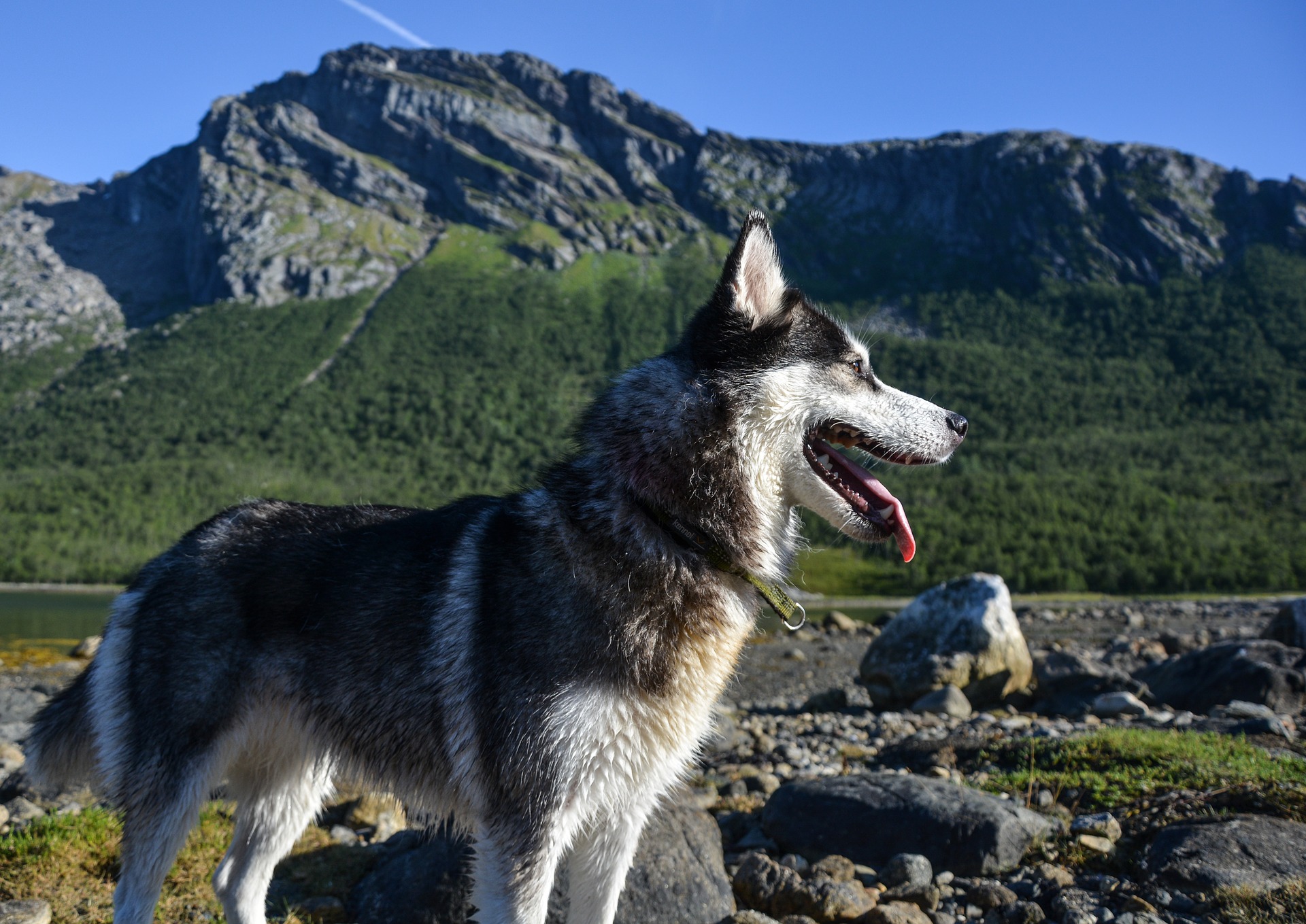 Allena il tuo cane Allena il tuo cane