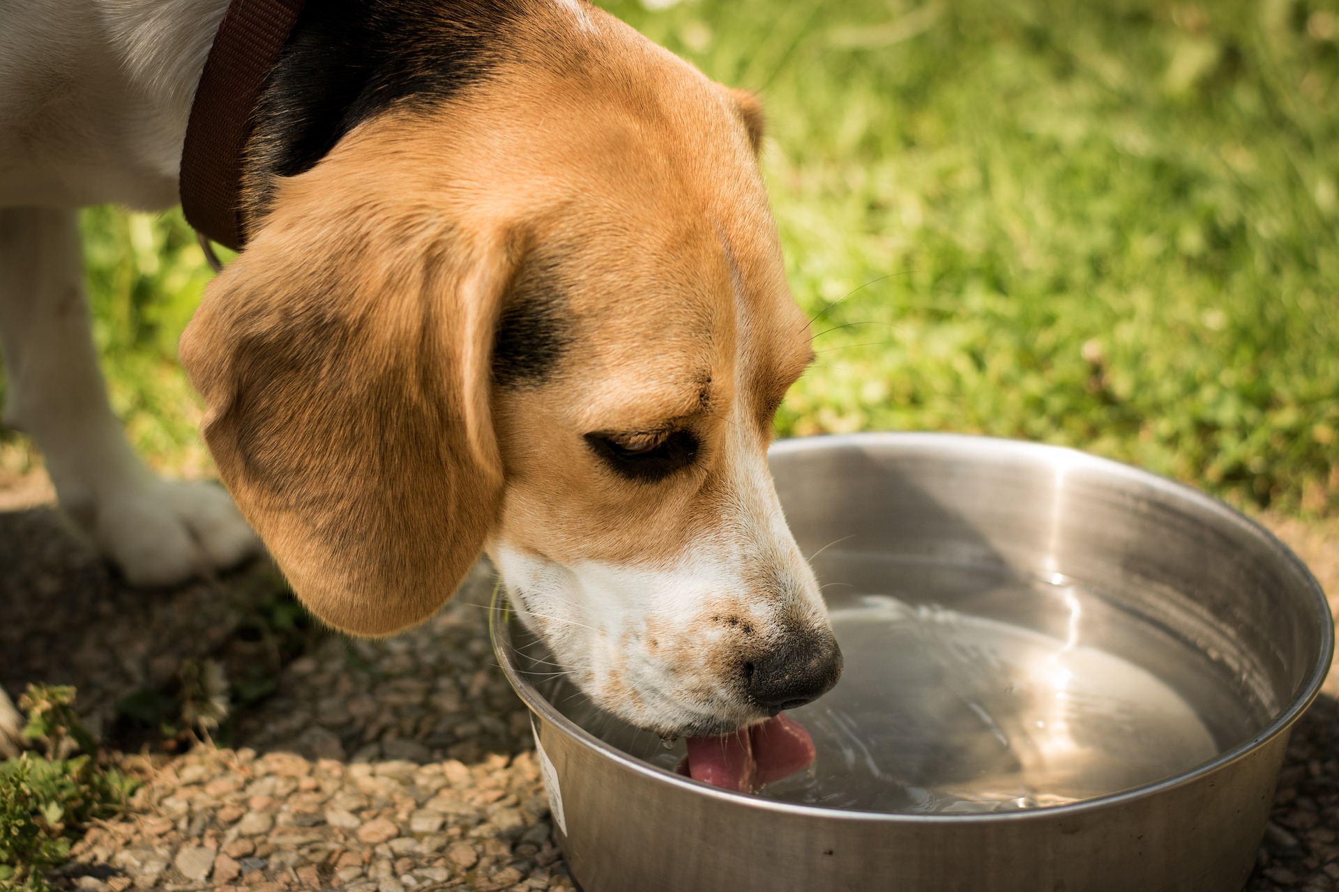 Porta la ciotola del tuo cane Porta la ciotola del tuo cane