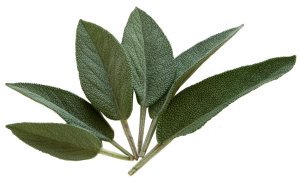 Salvia Salvia
