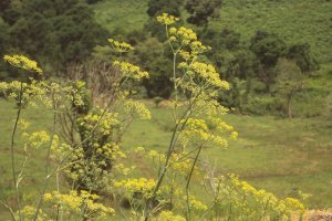 Ferula