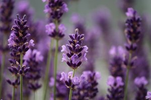 Lavanda Lavanda