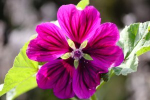 Malva Malva