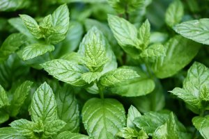 Menta Selvatica Menta Selvatica