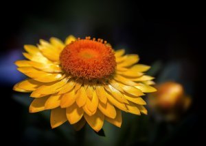 Elicriso Elicriso