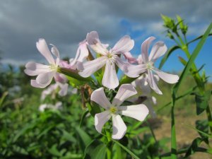 Saponaria Saponaria