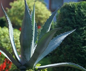 Aloe Aloe