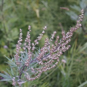 Artemisia Artemisia