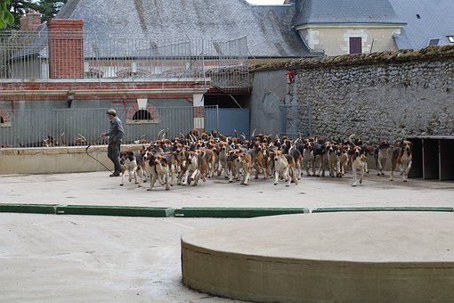 Castello di Cheverny cani