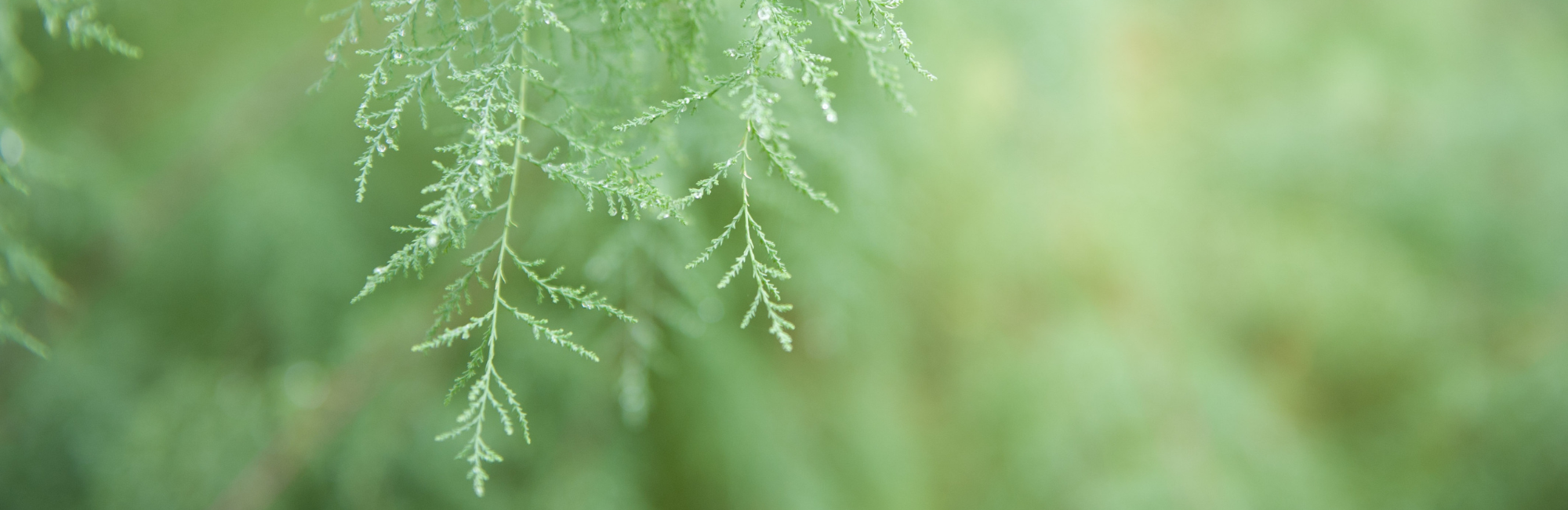 Sustainability: what we've done in 2024 
