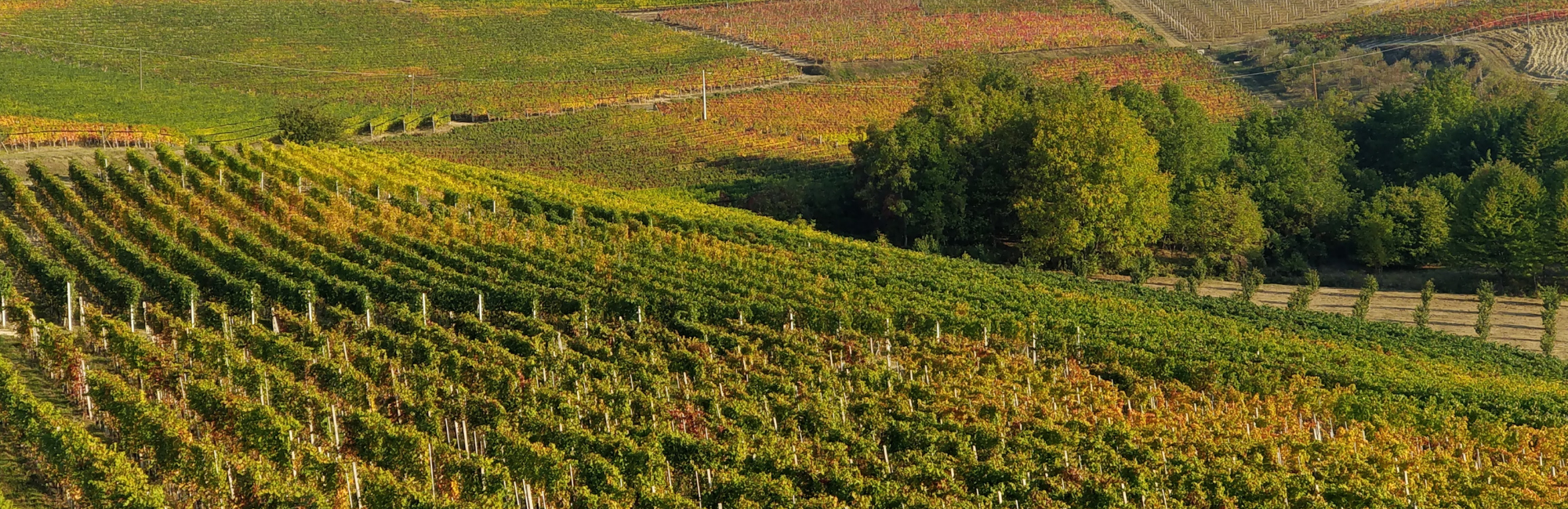 Five Trips (in and out of Italy) for wine lovers 