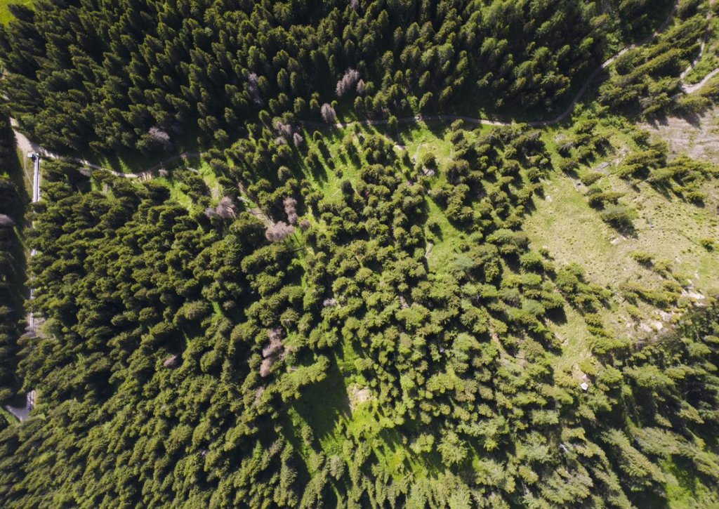 L'area interessata dalla riforestazione, in Val Pusteria
