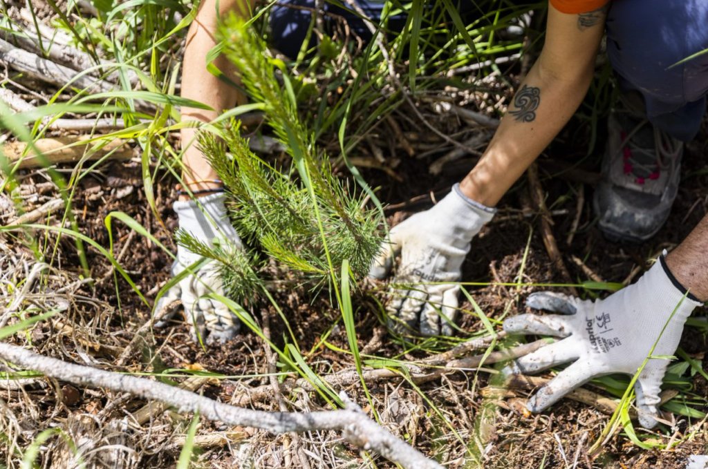 Riforestazione