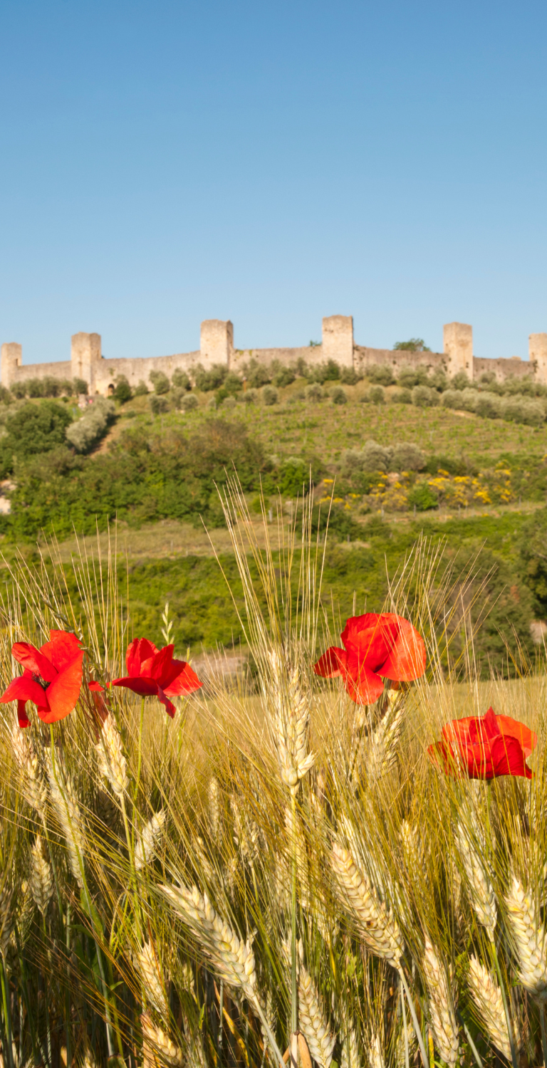 Walking around D'arbia Tuscan Via Francigena Easy  