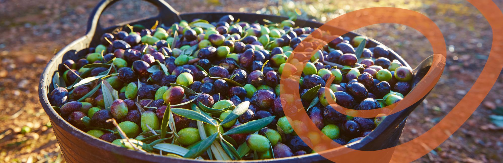 Walking Through the Harvest Season: Food Experiences Along the Trail