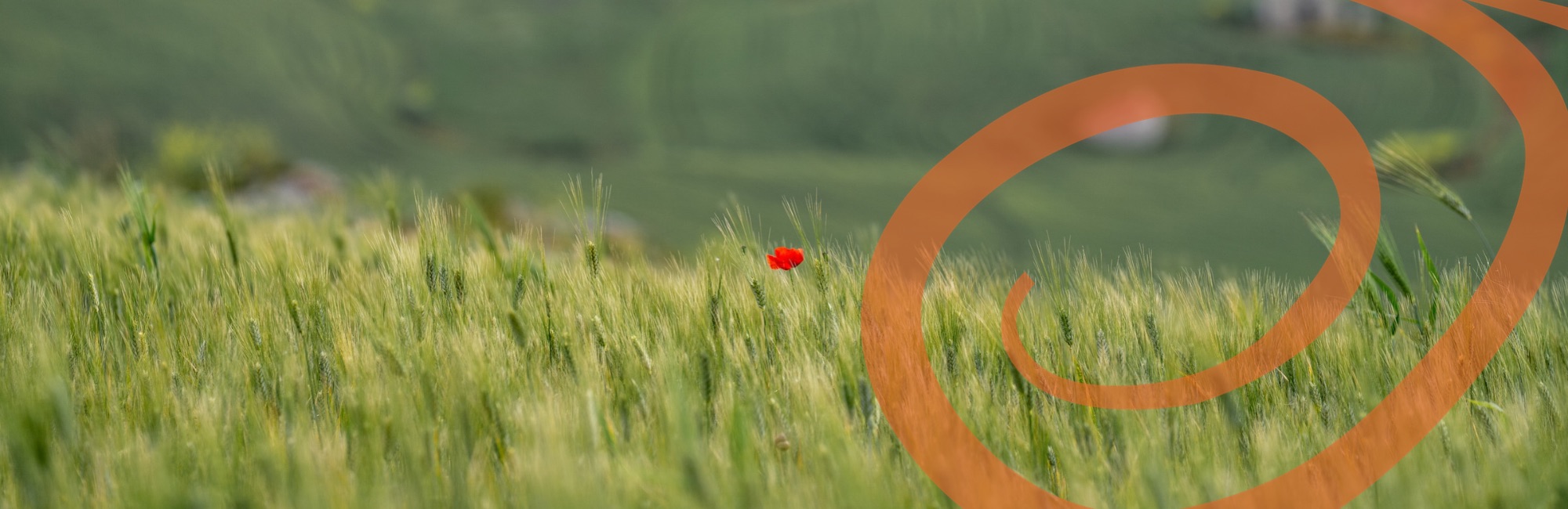 The Local Impact of Walking Holidays: Supporting Communities One Step at a Time